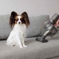 How to Get Rid of Pet Dander With First-Rate HVAC Maintenance Solutions